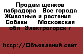 Продам щенков лабрадора - Все города Животные и растения » Собаки   . Московская обл.,Электрогорск г.